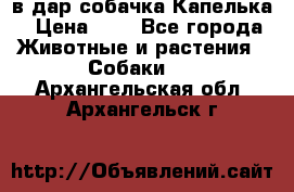 в дар собачка Капелька › Цена ­ 1 - Все города Животные и растения » Собаки   . Архангельская обл.,Архангельск г.